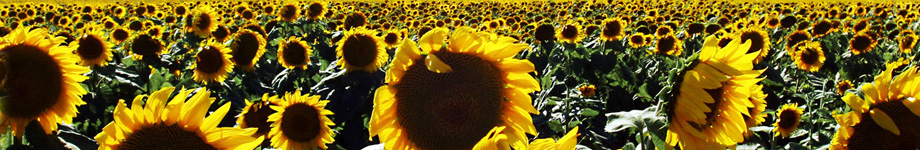 Expat Nation Rotating Header Image